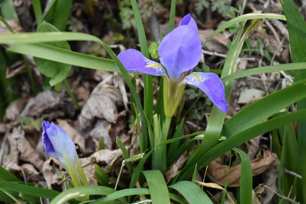 Shot Purple Flower Growing Ground Other Plants — Stock Photo, Image