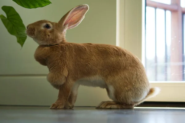 Крупный План Милого Коричневого Кролика Полу — стоковое фото