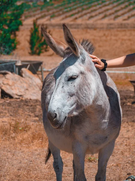 Çiftlikte Bir Eşeğe Dokunan Bir Kadının Dikey Görüntüsü — Stok fotoğraf