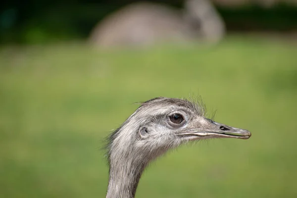 Oiseau Rhée Dans Environnement Naturel — Photo