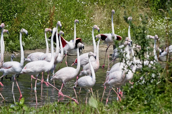 Grupo Aves Flamencos Paseando Por Laguna Día Soleado — Foto de Stock