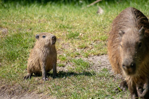 Funny Shot Baby Capybara Hydrochoerus Hydrochaeris Looking Her Mom Park — Stock Photo, Image