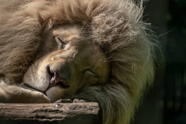 Lew Śpiący Parku Narodowym — Zdjęcie stockowe