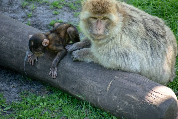 Macaco Bárbaro Macaca Sylvanus Com Seu Bebé Brincar Com Tronco — Fotografia de Stock