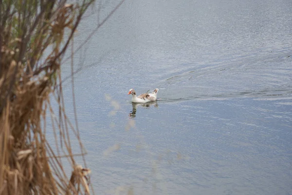 Kachní Plavání Uvolněný Rybníku — Stock fotografie