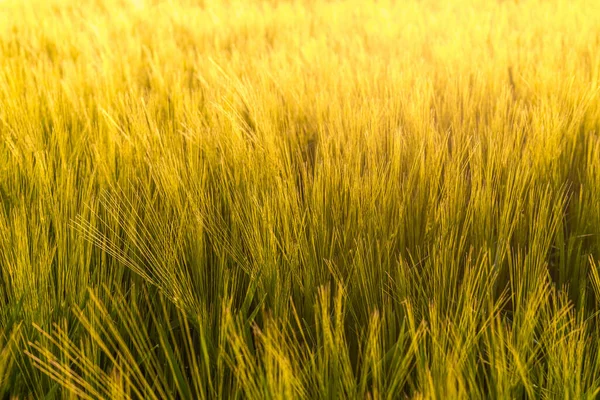 Крупный План Пшеничного Поля Горизонтальный Выстрел Поле Растущей Пшеницей — стоковое фото