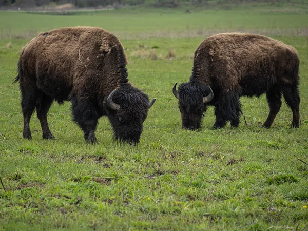 Closeup Two Bison Grazing Field — Stock Photo, Image