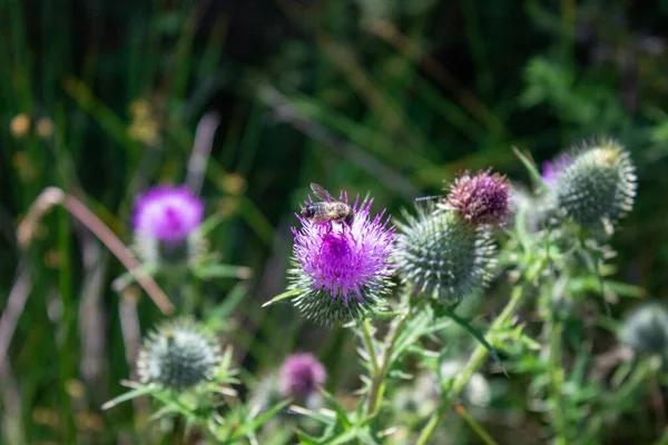 Közelkép Egy Gyönyörű Lila Bogáncsvirágról Egy Mézelő Méhecskével Kertben — Stock Fotó