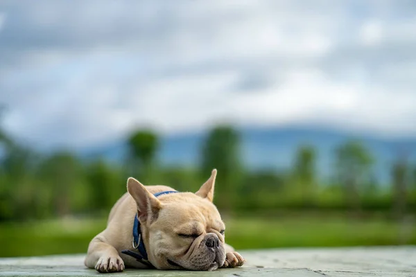 一只可爱的奶油法国斗牛犬躺在池塘边 — 图库照片