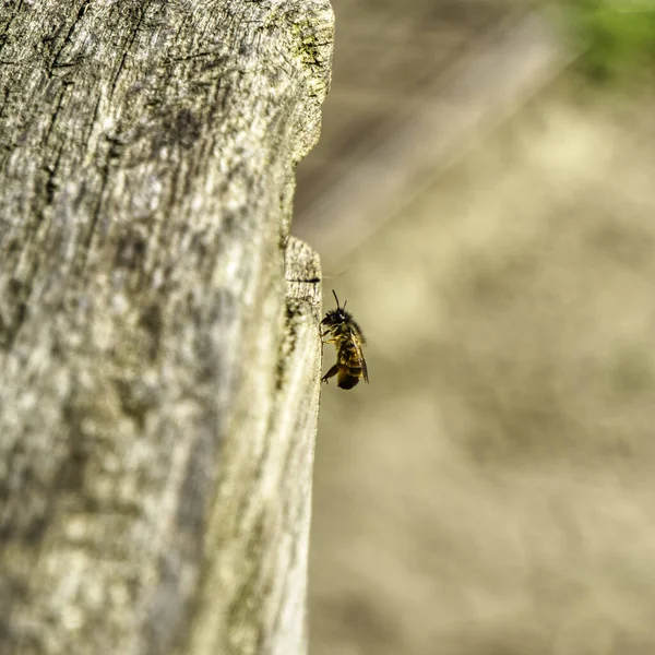 Крупним Планом Дика Бджола Старому Дереві — стокове фото