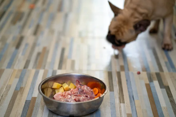 Bulldog Francés Comiendo Huesos Pollo Crudos — Foto de Stock