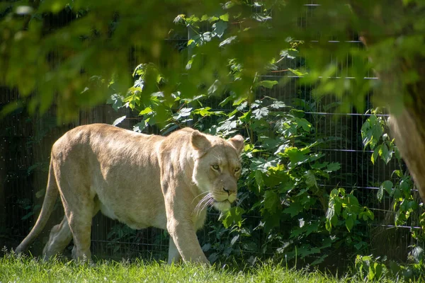 Schöne Aufnahme Einer Majestätischen Löwin Die Zoo Auf Dem Gras — Stockfoto