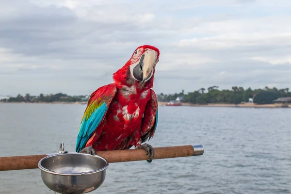 Piękna Czerwona Papuga Nad Morzem Tajlandii Azji Południowo Wschodniej — Zdjęcie stockowe