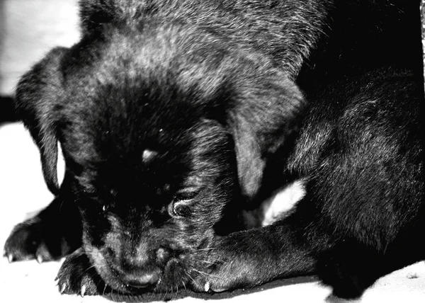Gros Plan Chiot Noir Labrador — Photo