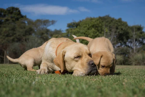 Primer Plano Cachorros Labrador Retriever Madre Sobre Una Hierba Verde —  Fotos de Stock