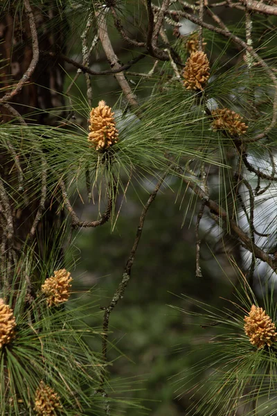 Vertical Shot Brown Cones Fresh Branches Pine Tree Forest — Stock Photo, Image