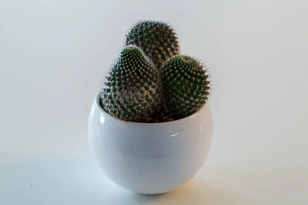 Een Close Shot Van Cactus Bloempot Witte Achtergrond — Stockfoto