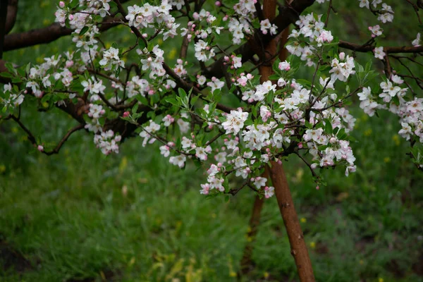 Een Selectieve Focus Shot Van Bloeiende Appelboom Takken Vol Bloemen — Stockfoto