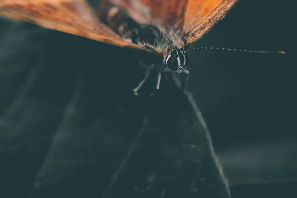 Tiro Macro Uma Borboleta Uma Folha — Fotografia de Stock