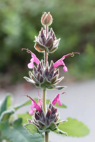 Closeup Flowering Salvia Spathacea Hummingbird Sage Plant — Stock Photo, Image