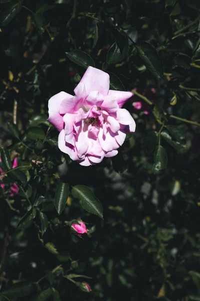 Tiro Vertical Rosa Florescendo Sob Luz Sol Ótimo Para — Fotografia de Stock