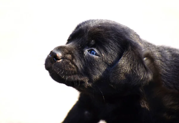 白い背景に隔離された黒いラブラドールの子犬のクローズアップショット — ストック写真