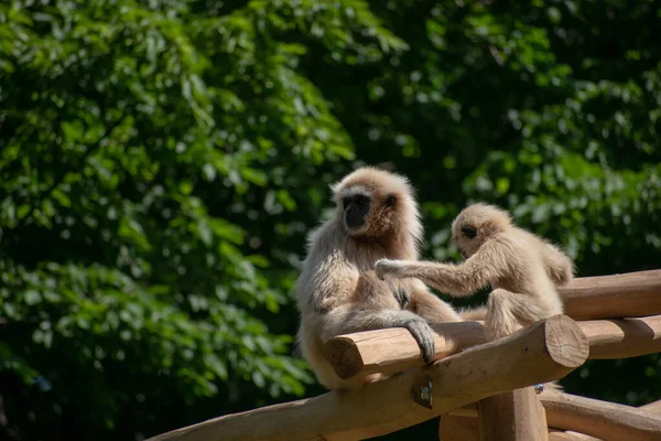 Małpy Gibbon Lar Drewnianych Kijach — Zdjęcie stockowe