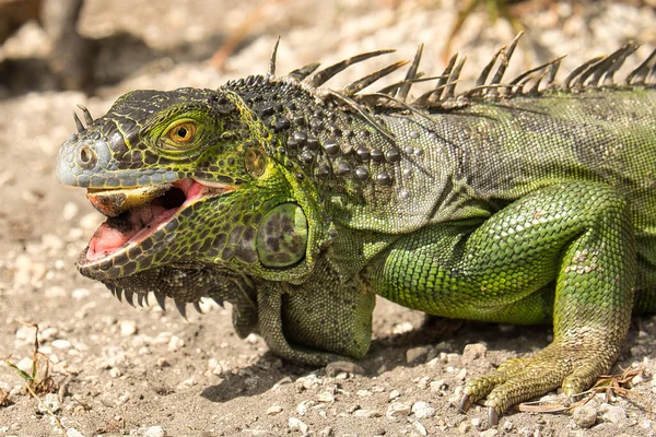 Uma Foto Close Uma Iguana Verde Comum Comendo Pedaço Fruta — Fotografia de Stock