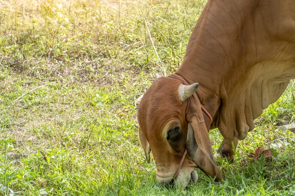 Gros Plan Une Vache Brune Mangeant Herbe Dans Champ — Photo