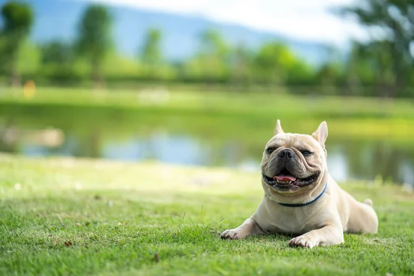 一只可爱的奶油法国斗牛犬躺在池塘边 — 图库照片