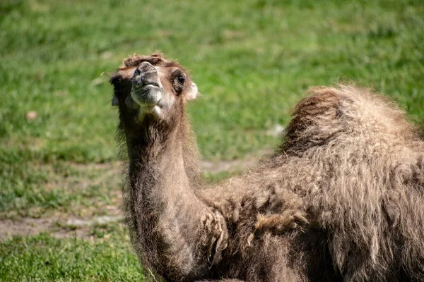 Schöne Aufnahme Eines Kamels Das Auf Der Wiese Einem Park — Stockfoto