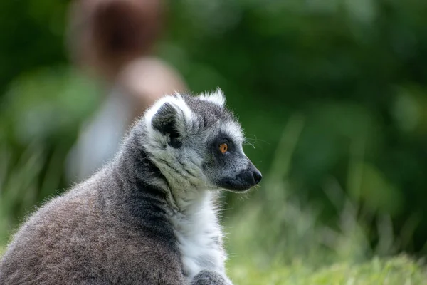 Портрет Смішного Кільцеподібного Лимона Lemur Catta Виглядає Осторонь Розмитому Тлі — стокове фото