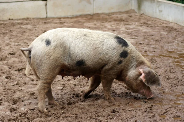 泥だらけの豚の中の大きな豚のクローズアップ — ストック写真
