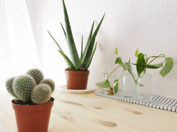 Cactus Pot Sur Une Table Avec Une Plante — Photo