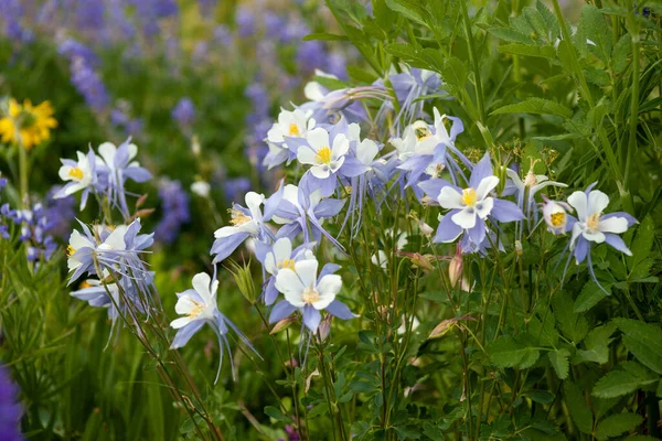 Beautiful Meadow Blooming Purple Lupine Flowers White Columbine Flowers — Stock Photo, Image