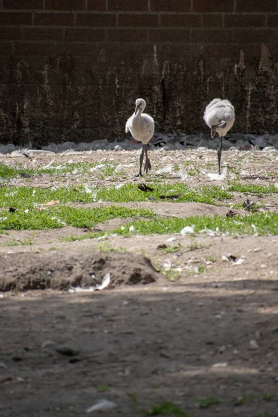 Stado Strusich Ptaków Zoo — Zdjęcie stockowe