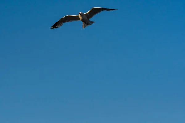 Ein Möwenvogel Mit Offenen Flügeln Fliegt Den Blauen Himmel — Stockfoto