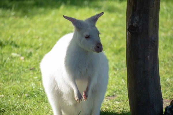 Parkta Yalnız Dinlenen Komik Bir Albino Kangurunun Yakın Çekimi — Stok fotoğraf