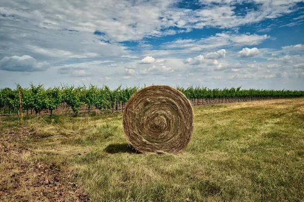 Foto Paisagem Fardo Feno Terras Agrícolas Secas Com Videiras Céu — Fotografia de Stock