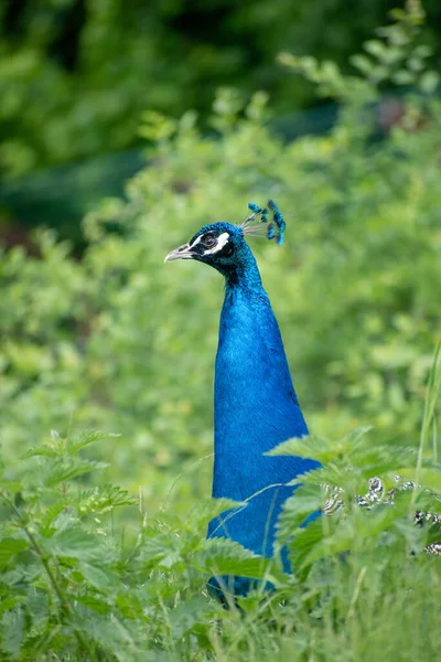 Shallow Focus Peacock Looking Aside Blurred Background Plants — Stock Photo, Image