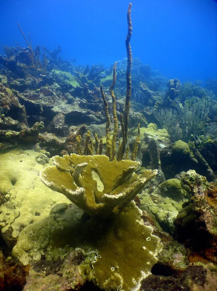 Вертикальний Знімок Підводного Життя Багатий Коралами Рослинами — стокове фото