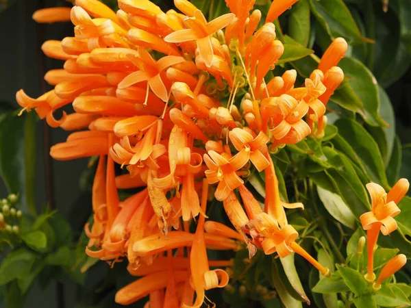 Detailní Záběr Oranžovou Trumpetinovou Rostlinu — Stock fotografie