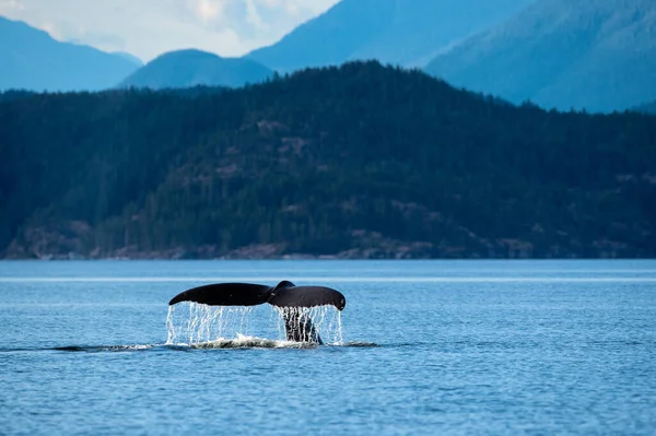 Una Cola Ballena Jorobada Las Islas Discovery Cerca Isla Quadra — Foto de Stock