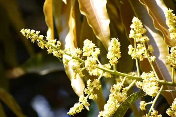 Primer Plano Una Planta Mangifera Indica Flores Sobre Fondo Borroso — Foto de Stock