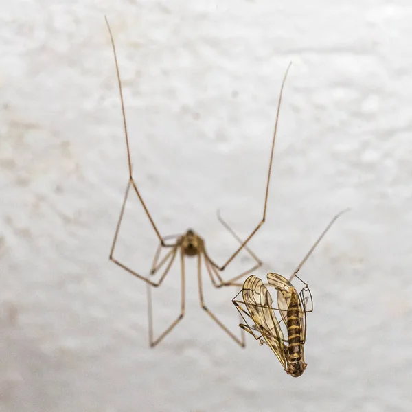 在模糊的背景下 一种被困在费氏蜘蛛网上的昆虫 — 图库照片