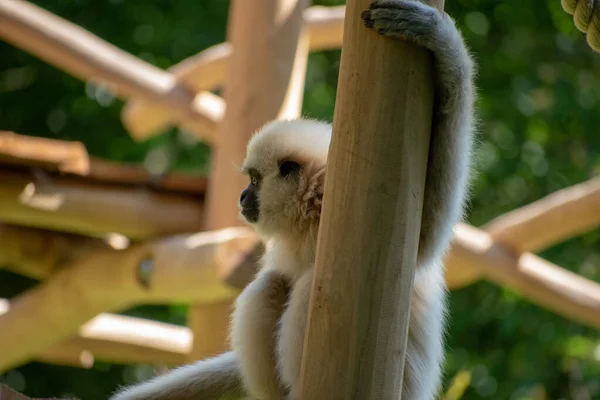 Foco Superficial Mono Zoológico —  Fotos de Stock