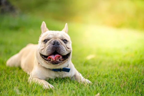 Bonito Creme Bulldog Francês Deitado Uma Grama — Fotografia de Stock