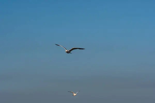 Pássaro Gaivota Com Asas Abertas Voando Céu Azul — Fotografia de Stock