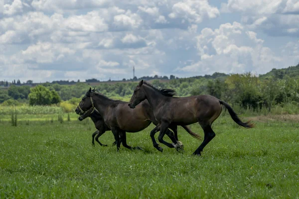 Ein Paar Schwarzer Pferde Galoppiert Auf Einer Weide — Stockfoto