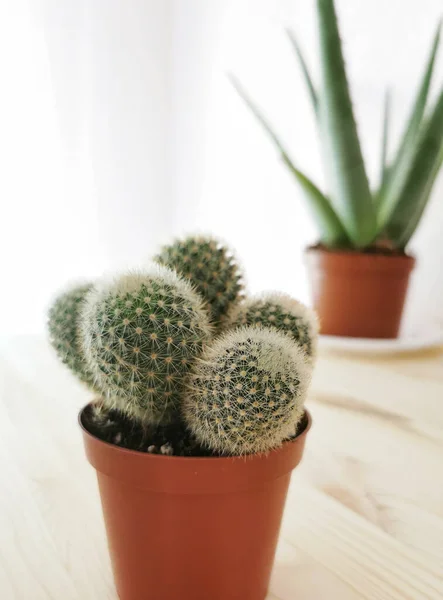 Een Verticaal Shot Van Een Potted Cactus Een Tafel Met — Stockfoto